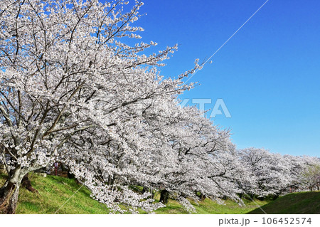 伊勢の桜名所　宮川堤の桜　春の伊勢志摩観光　青空に映える満開の桜 106452574