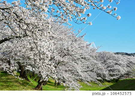 伊勢の桜名所　宮川堤の桜　春の伊勢志摩観光　青空に映える満開の桜 106452575