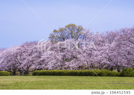 伊勢の桜名所 宮川堤の桜 春の伊勢志摩観光 青空に映える満開の桜 伊勢の桜名所 宮川堤の桜 春の伊勢志摩観光 青空に映える満開の桜 106452595