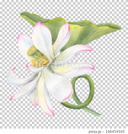 Pink Lotus flower and curving Leaf. Delicate blooming Water Lily. Floral elements. Watercolor illustration isolated on white background. Hand drawn composition for poster, cards, greeting 106454505