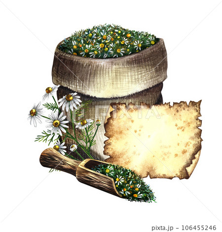 Chamomile, medicinal herb, dried, crushed in a linen bag. with a label of old parchment for the inscription and a scoop with chopped pharmaceutical herb. Watercolor hand drawn illustration. 106455246