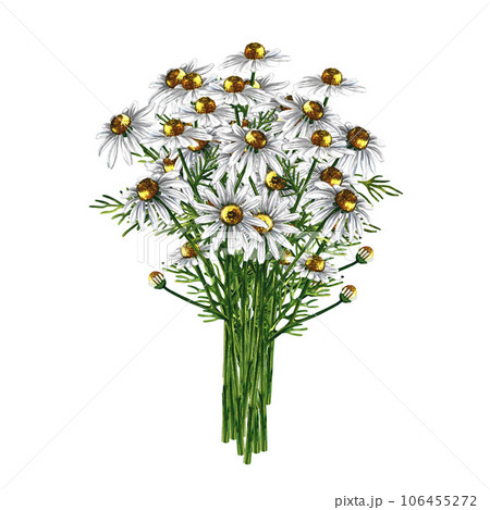 Bouquet of daisies. Medicinal, pharmaceutical herbal tea. Watercolor hand drawn illustration. Isolate on white background. For design solutions for packaging, labels, banners and flyers. 106455272