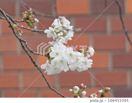 桜 桜 106455395