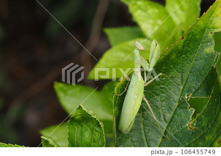 ハラビロカマキリ ハラビロカマキリ 106455749