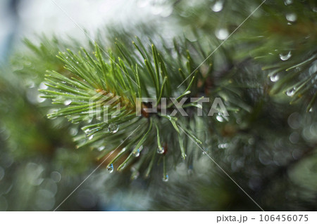 wet pine branch after the rain 106456075