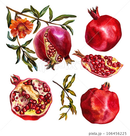 Garnet. Set of pomegranate fruits on a branch, cut pomegranate, pomegranate flowers. Watercolor illustration. 106456225