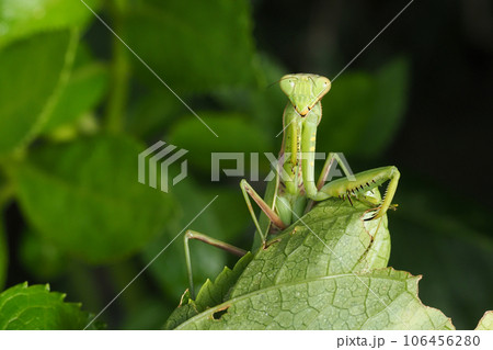 ハラビロカマキリ ハラビロカマキリ 106456280