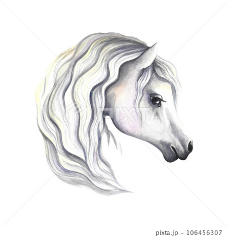 Portrait of a white horse. Watercolor illustration. For prints, stickers and labels. For postcards, business cards 106456307