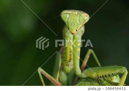 ハラビロカマキリ ハラビロカマキリ 106456431