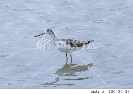 干潟で餌を探すアオアシシギ 干潟で餌を探すアオアシシギ 106456432