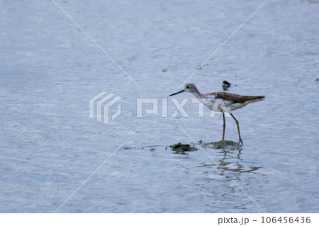 干潟で餌を探すアオアシシギ 干潟で餌を探すアオアシシギ 106456436