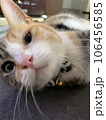どアップ猫 106456585