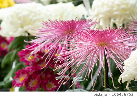 菊まつりの背景 106456752