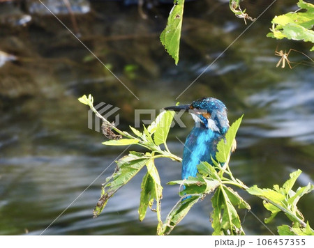 カワセミ 106457355