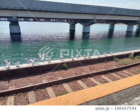 線路の前に、カモメが整列(浜名湖佐久米駅) 線路の前に、カモメが整列(浜名湖佐久米駅) 106457544