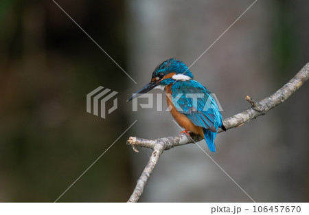 枝に止まるカワセミ 106457670