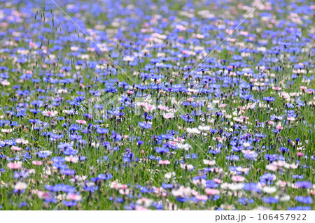 埼玉県川越市古谷上　伊佐沼東岸の休耕田に咲くヤグルマギク 106457922