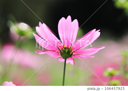 可愛いピンクのコスモスの花 可愛いピンクのコスモスの花 106457925