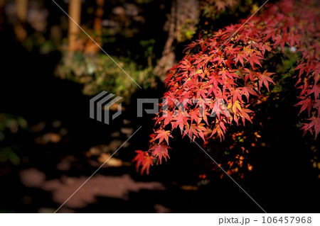 秋の紅葉⑥ 秋の紅葉⑥ 106457968