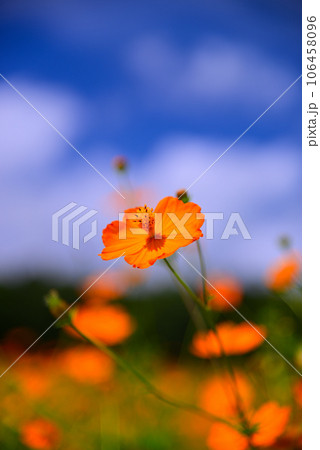 夏から咲き始めるキバナコスモス 106458096