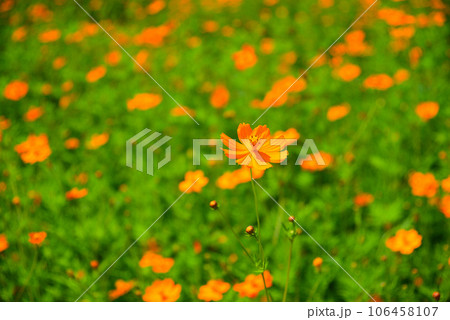 夏から咲き始めるキバナコスモス 106458107