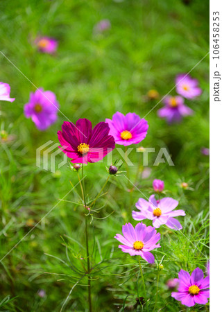 初秋を告げるコスモスの花 初秋を告げるコスモスの花 106458253