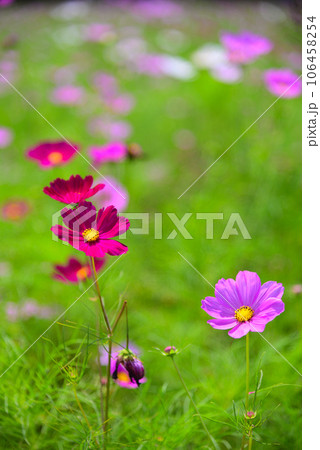 初秋を告げるコスモスの花 106458254