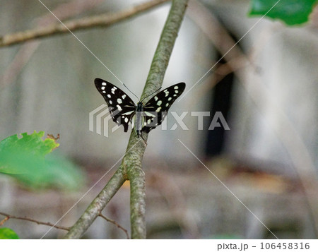 枝にとまるタテハチョウ科ゴマダラチョウ 枝にとまるタテハチョウ科ゴマダラチョウ 106458316