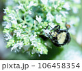 お花にミツバチ 106458354