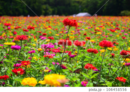 カラフルなジニア(百日草)の花 106458556