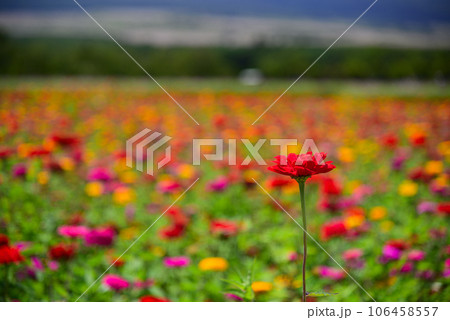 カラフルなジニア(百日草)の花 カラフルなジニア(百日草)の花 106458557