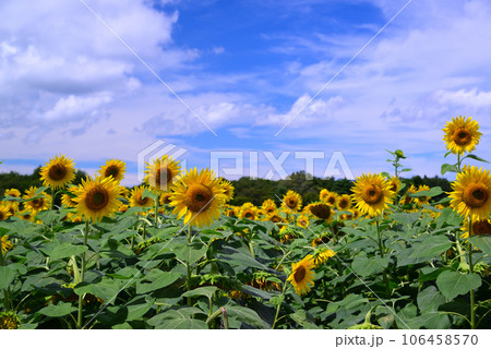 夏の花-ひまわり 夏の花-ひまわり 106458570