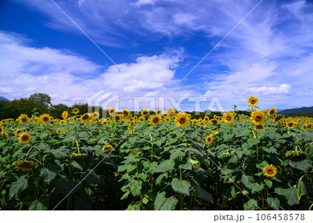 夏の花-ひまわり 夏の花-ひまわり 106458578