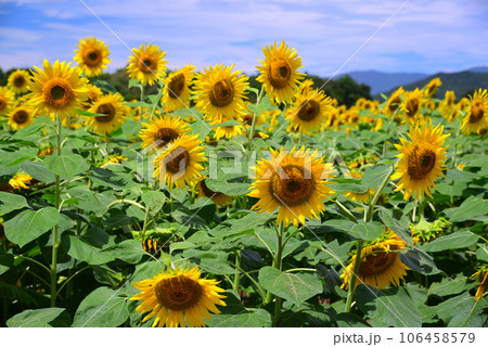 夏の花-ひまわり 夏の花-ひまわり 106458579