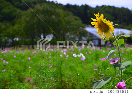 夏の花-ひまわり 106458611