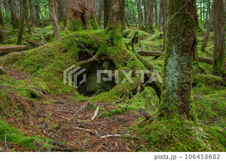 【原生林】白駒の池【八千穂高原】 106458682