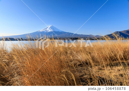 山梨河口湖_ススキと富士山の絶景風景 106458878