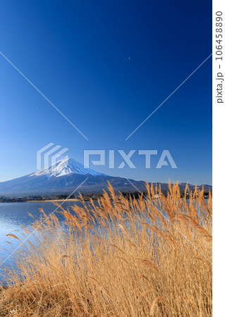 山梨河口湖_ススキと富士山の絶景風景 106458890