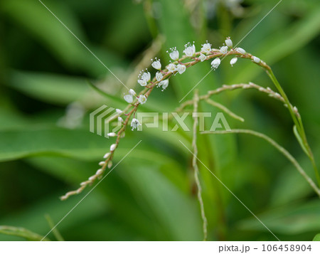 タデ科シロバナサクラタデの花 106458904
