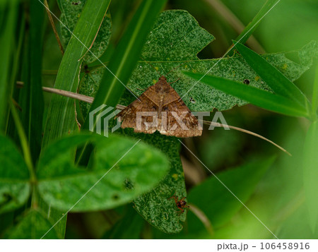 葉の上で休むヤガ科ウンモンクチバ 葉の上で休むヤガ科ウンモンクチバ 106458916