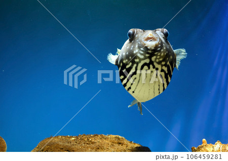 フグ　サザナミフグ　魚　海水魚　泳ぐ魚　White-spotted puffer　puffer 106459281