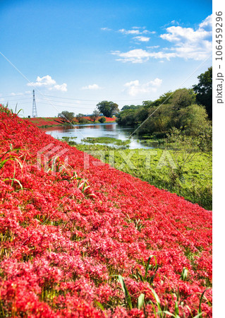 岐阜県　津屋川の彼岸花 106459296