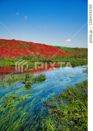 岐阜県　津屋川の彼岸花 106459298