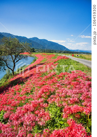 岐阜県 津屋川の彼岸花 岐阜県 津屋川の彼岸花 106459300
