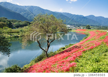 岐阜県　津屋川の彼岸花 106459303