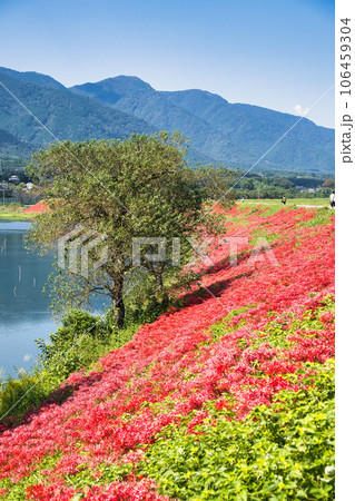 岐阜県 津屋川の彼岸花 岐阜県 津屋川の彼岸花 106459304