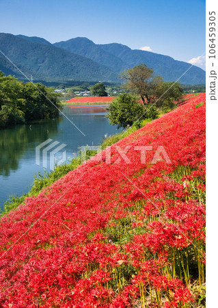 岐阜県　津屋川の彼岸花 106459305