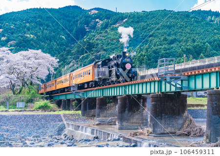 (静岡県)家山橋を走るSLと桜並木 (静岡県)家山橋を走るSLと桜並木 106459311