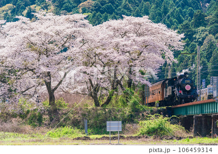(静岡県)家山橋を走るSLと桜並木 (静岡県)家山橋を走るSLと桜並木 106459314
