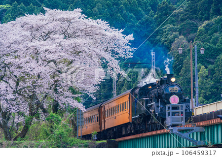 （静岡県）家山橋を走るSLと桜並木 106459317